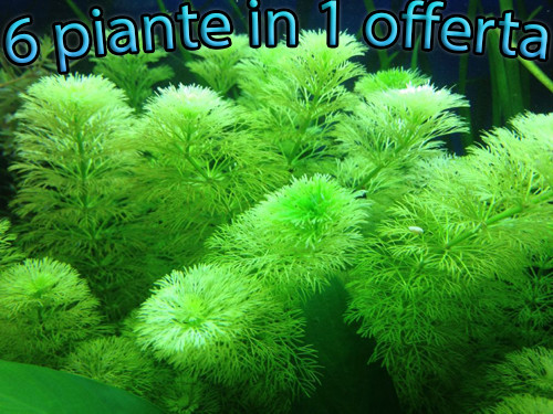 Lotto mix piante - , acquario