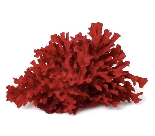 Macroalga rossa per acquario