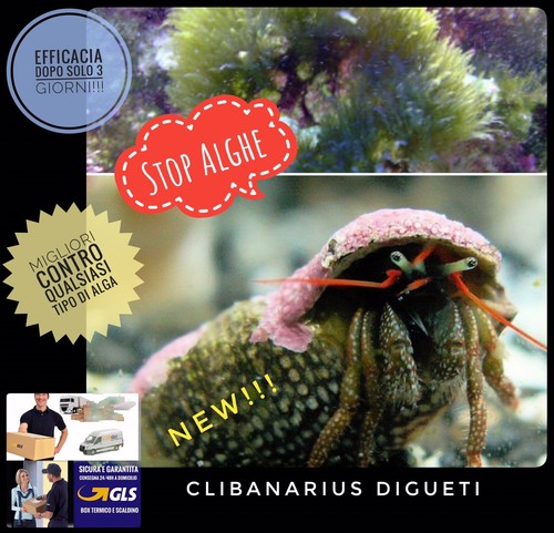 Pack paguri pulitori stop - ✅pack,