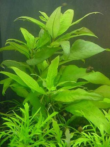 Piante per acquario - acquario, dolce