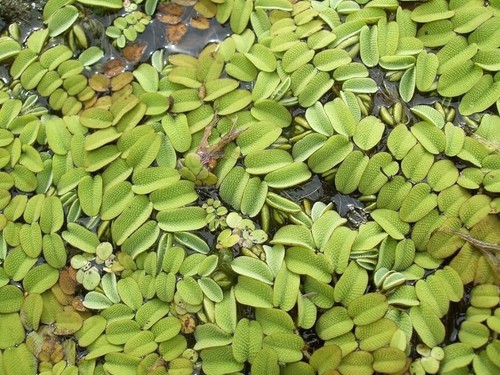 500 piantine giant - di, salvinia