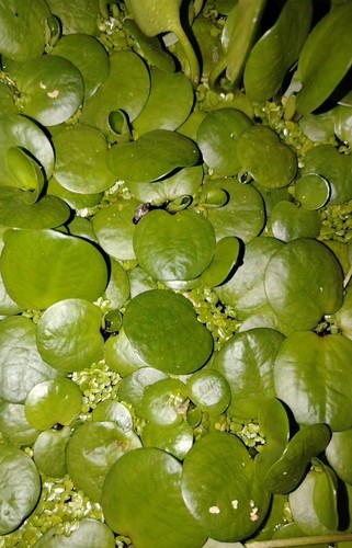 Limnobium laevigatum morso di - limnobium, laevigatum,