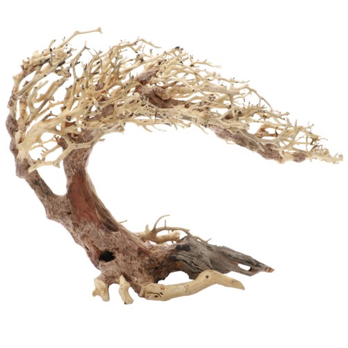 Dupla crooked root - root, l