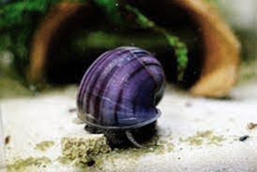 Lumaca lumache per acquario - per,