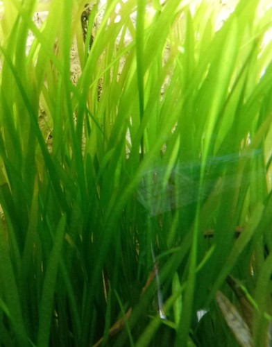 Piante vallisneria per - vallisneria,