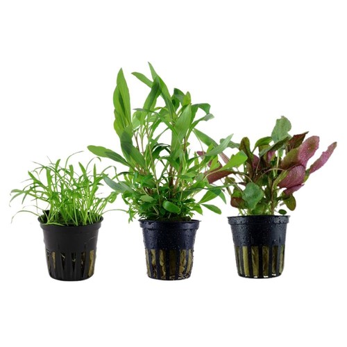 Aquaone 128 set piante - aquaone,