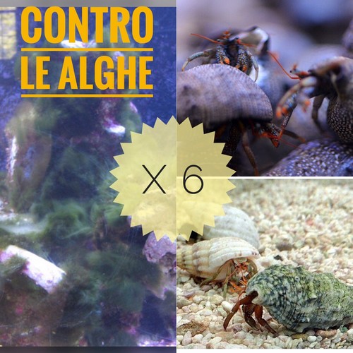 Pulitori alghivori acquario - ,